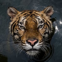 Amanda Mustard Uncovers the Systemic Failing of Thailand’s Tiger Zoos for the New York Times